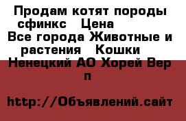 Продам котят породы сфинкс › Цена ­ 4 000 - Все города Животные и растения » Кошки   . Ненецкий АО,Хорей-Вер п.